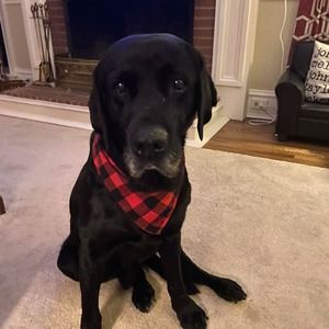 Meet your Posher, Johnson